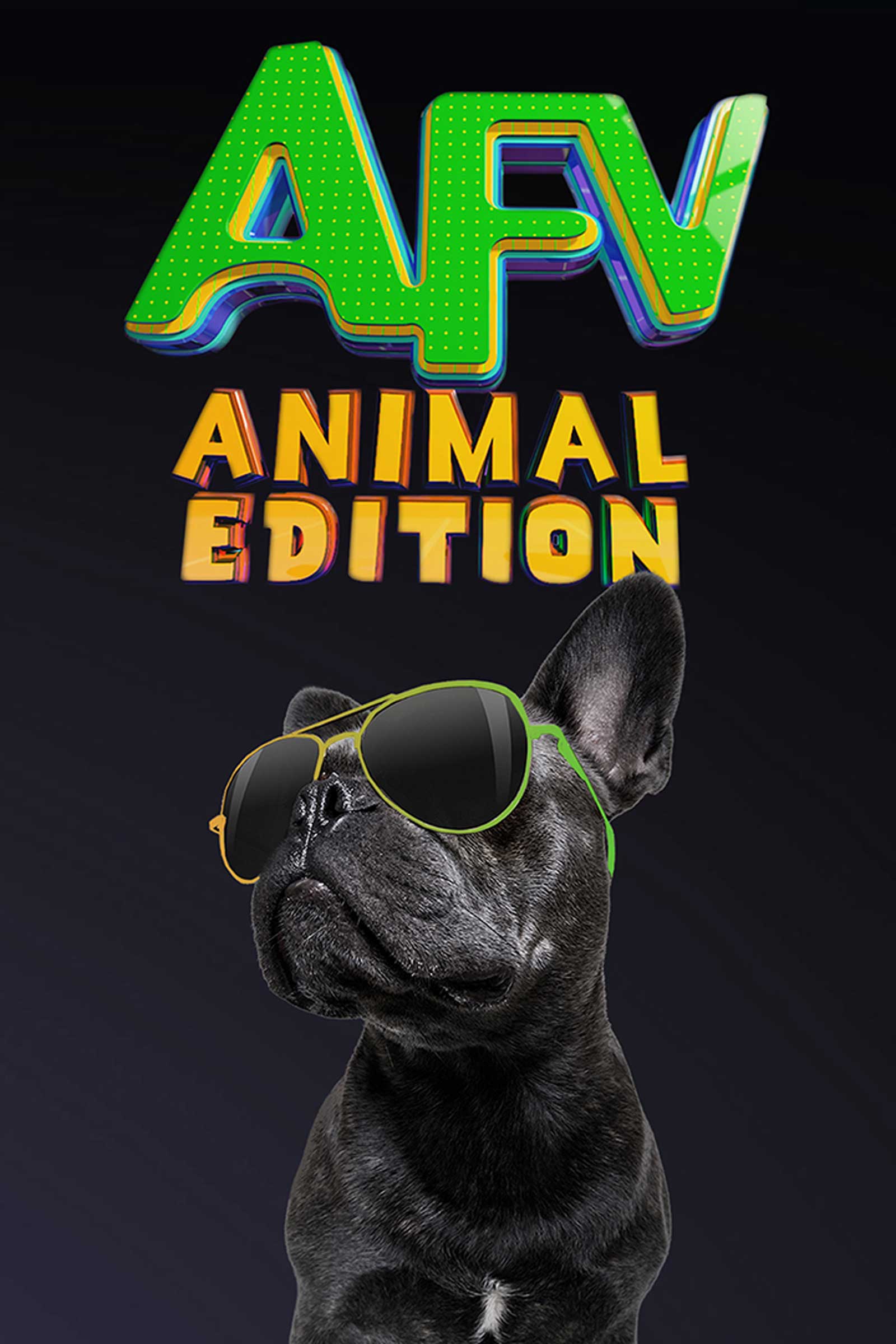 Animals edition. America's funniest Home Videos.