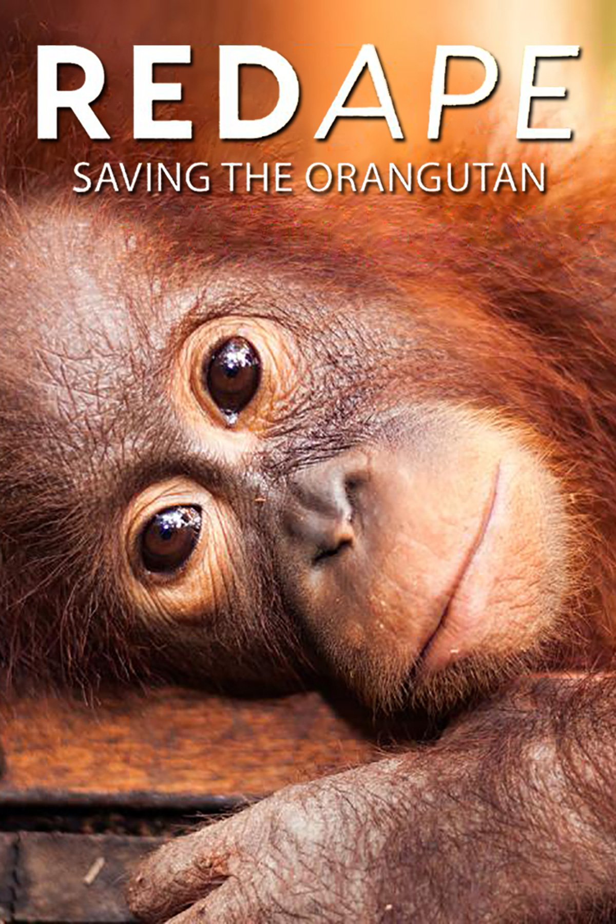 Omgivelser Portræt ukuelige Red Ape: Saving the Orangutan - Where to Watch and Stream - TV Guide