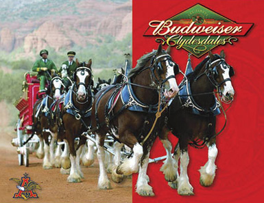 02commercial-animals-budweiser-clydesdales1.jpg