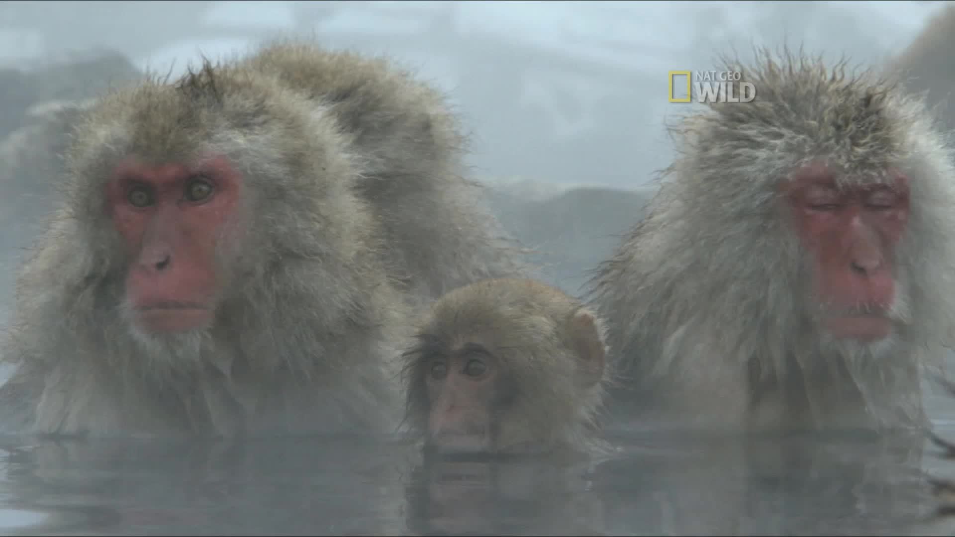 Группа обезьяны в теплой воде слушать. Обезьяны в горячих источниках. Макаки в гейзерах. Японская макака. Макаки в горячей воде.