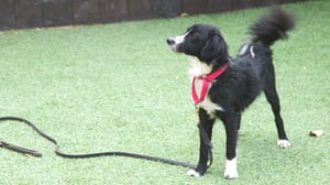 Lucky Dog, Season 5 Episode 20 image