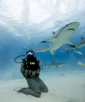 Shark Week 2008 - MythBusters