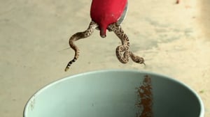 Lone Star Law, Season 4 Episode 9 image