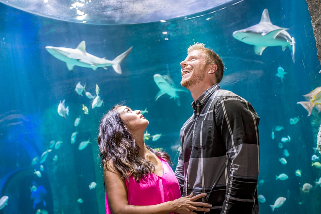 The Bachelor's Sean Lowe and Catherine Giudici Welcome Their First Child