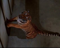 Batman, Season 1 Episode 20 image