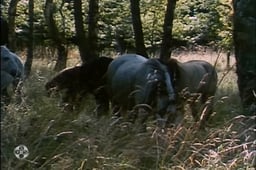 The Adventures of Black Beauty, Season 1 Episode 19 image