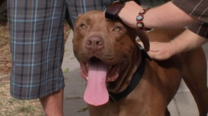 Pit Boss, Season 1 Episode 3 image