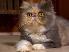 Too Cute!, Season 3 Episode 16 image