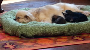 Too Cute!, Season 3 Episode 9 image