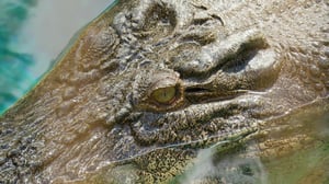 Brave Wilderness, Season 8 Episode 15 image