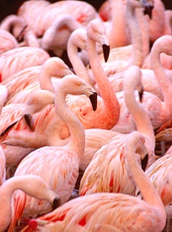 Nature - "Andes: The Dragon’s Back" - Andean flamingos