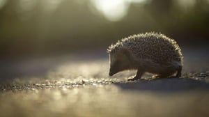 Nature, Season 16 Episode 9 image