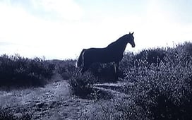 Rawhide, Season 2 Episode 18 image