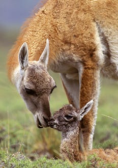 Nature - "Andes: The Dragon’s Back" - A guanaco mother and offspring