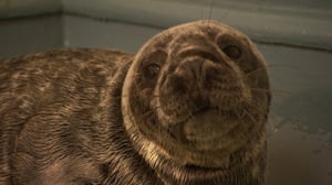 Hope in the Wild, Season 1 Episode 3 image