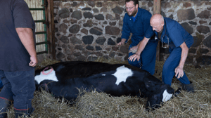 The Incredible Dr. Pol, Season 5 Episode 6 image
