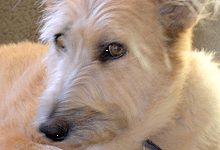 Why Dog Whisperer Resonates