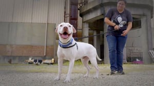 Pit Bulls and Parolees, Season 13 Episode 3 image