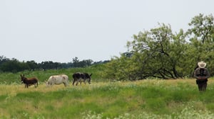 Lone Star Law, Season 3 Episode 5 image