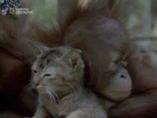 Wild Indonesia, Season 1 Episode 3 image