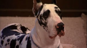 It's Me or the Dog, Season 1 Episode 5 image