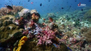 Terra Mater, Season 1 Episode 291 image