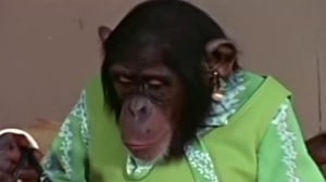 Lancelot Link: Secret Chimp, Season 1 Episode 16 image