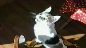 Funniest Pets & People, Season 4 Episode 8 image