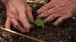 Ageless Gardens, Season 1 Episode 4 image