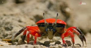 Terra Mater, Season 1 Episode 228 image