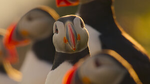 Our Oceans, Season 1 Episode 3 image