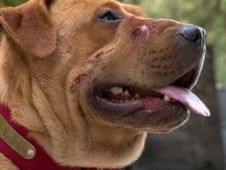 Confessions: Animal Hoarding, Season 3 Episode 12 image