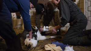 The Incredible Dr. Pol, Season 11 Episode 3 image