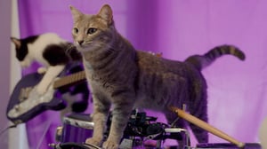 Cat People, Season 1 Episode 2 image