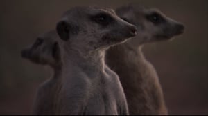 Meerkat Manor, Season 3 Episode 10 image