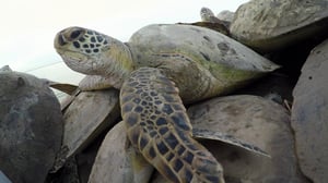 Lone Star Law, Season 3 Episode 11 image