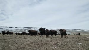 Mountain Men, Season 11 Episode 10 image