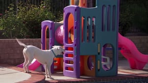 Pit Bulls and Parolees, Season 2 Episode 1 image