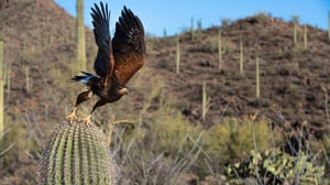 Planet Earth II, Season 1 Episode 4 image