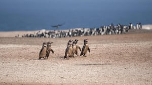 Changing Seas, Season 12 Episode 3 image