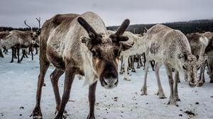 Europe's New Wild, Season 1 Episode 3 image