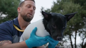 The Wizard of Paws, Season 2 Episode 4 image