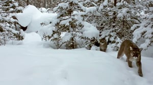 I Was Prey, Season 2 Episode 11 image