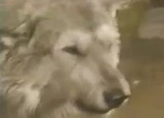 Zorro, Season 2 Episode 25 image