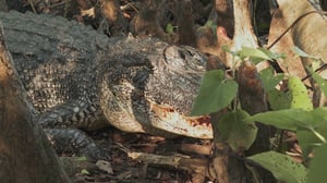 Swamp People, Season 15 Episode 1 image