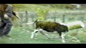 Funniest Pets & People, Season 8 Episode 1 image