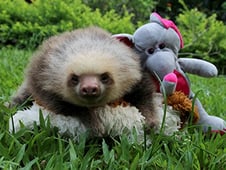 Meet the Sloths, Season 1 Episode 8 image