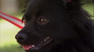 It's Me or the Dog, Season 1 Episode 11 image