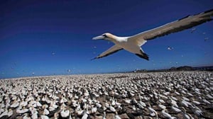 Nature, Season 32 Episode 2 image