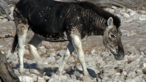 Nature's Strangest Mysteries: Solved, Season 1 Episode 15 image